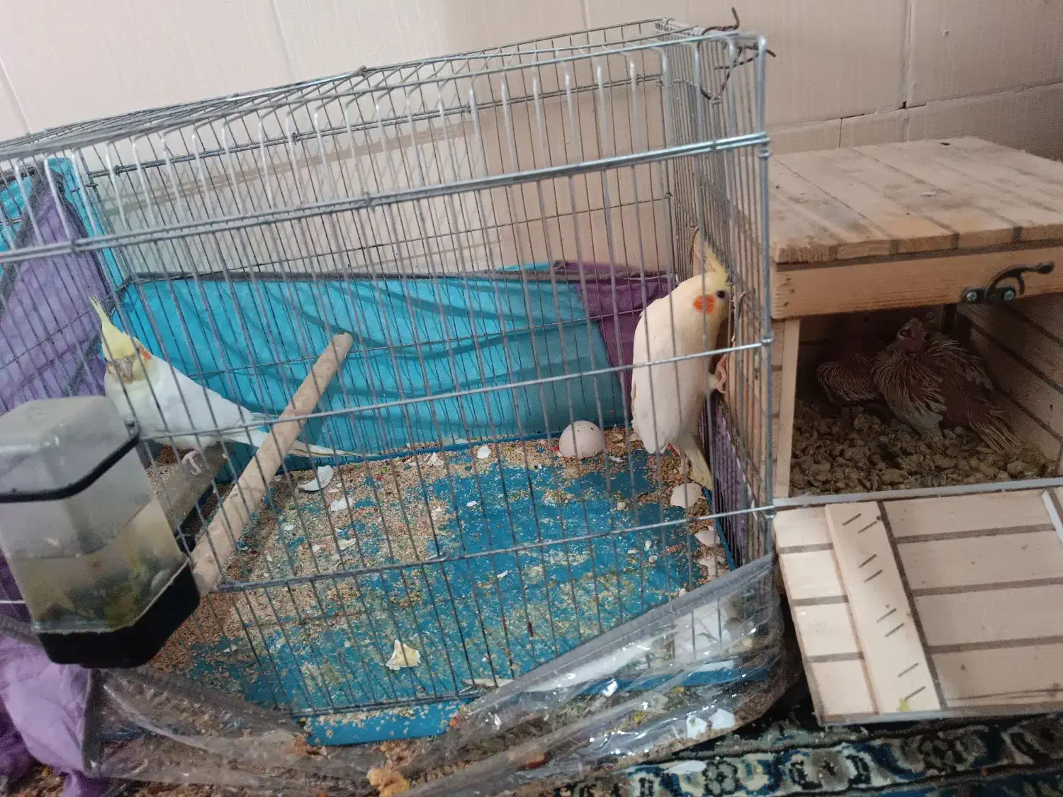 پرنده|پرنده|یاسوج, |دیوار