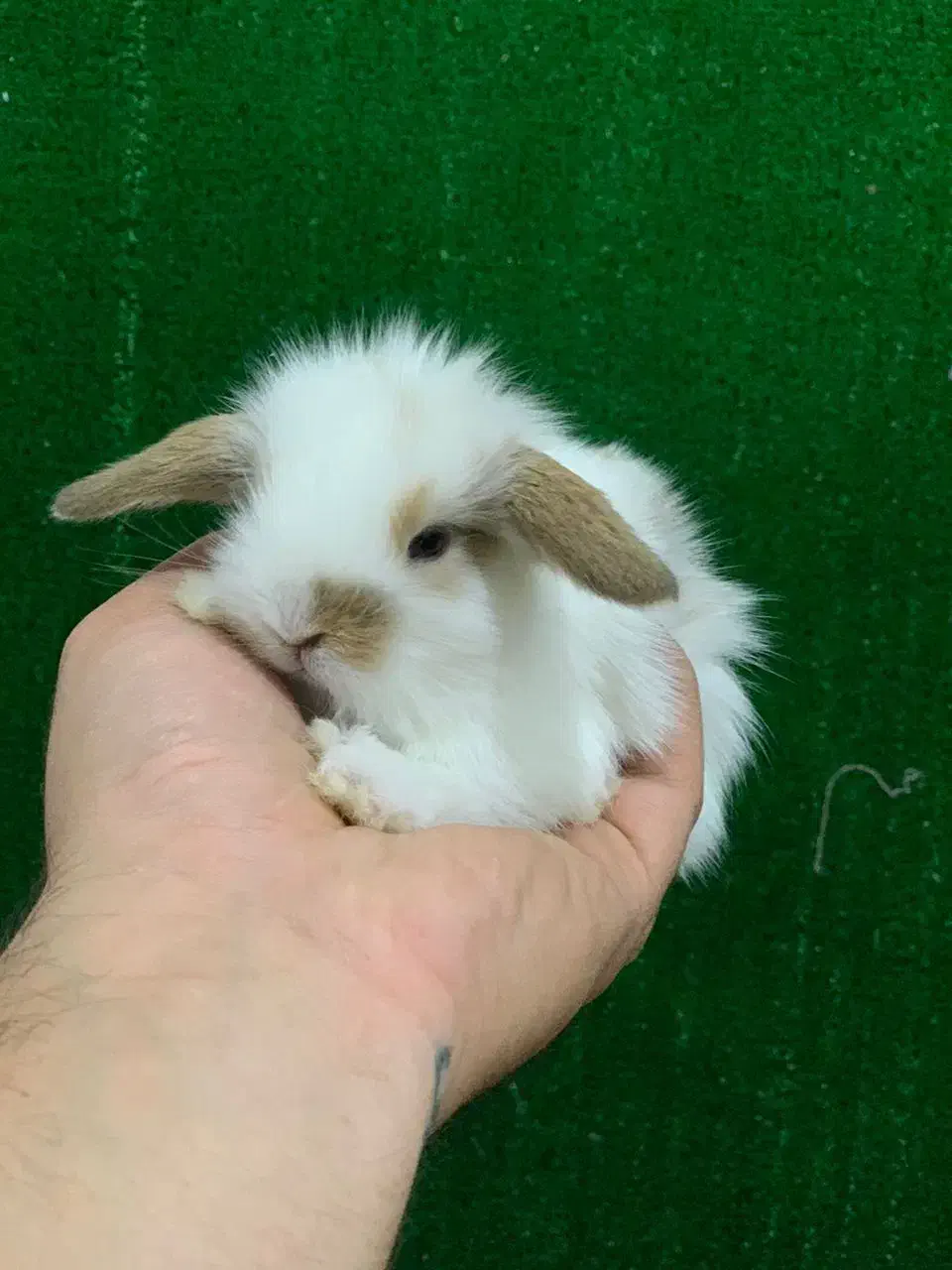 خرگوش لوپ مینیاتوری تعداد و تک|موش و خرگوش|تهران, آرژانتین|دیوار