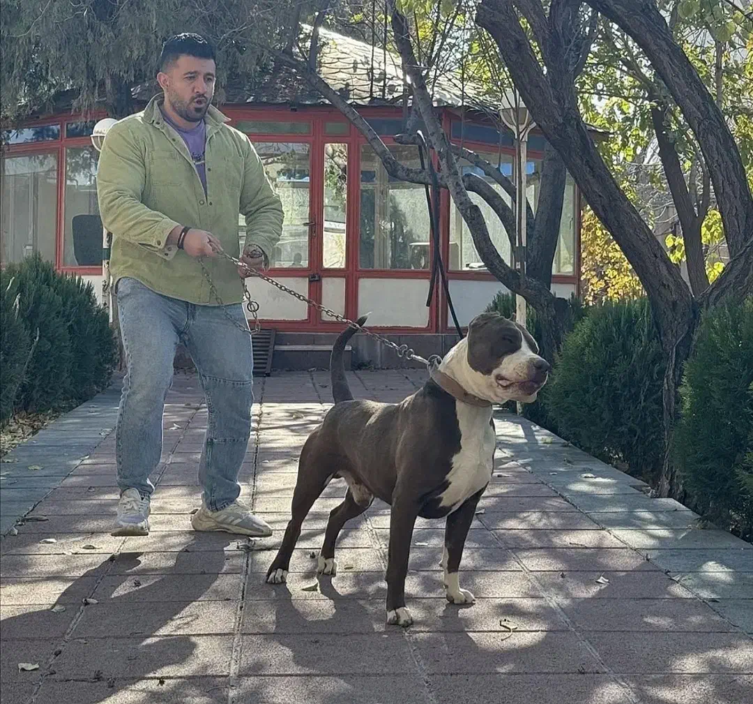 پیتبول استافورد ( وارداتی )|سگ|کرج, فاز ۲ مهرشهر|دیوار