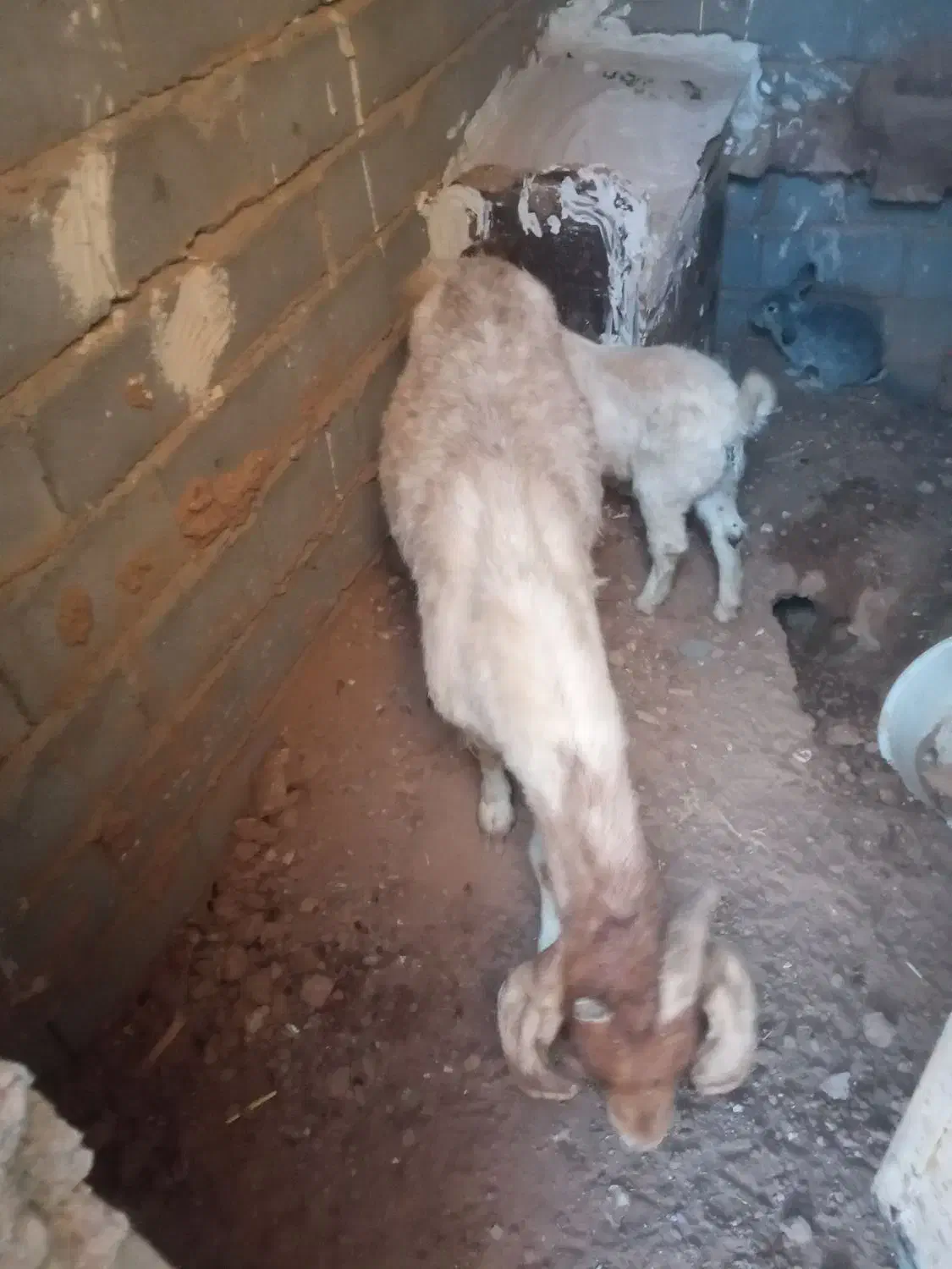 بز و بزغاله ماده|حیوانات مزرعه|پائین جام, |دیوار