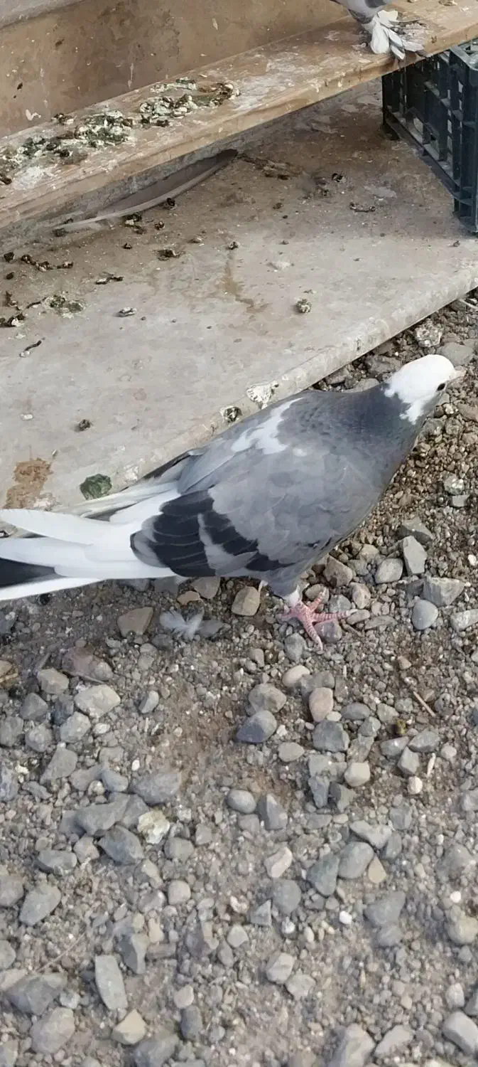 فروش ۲ عددمقلوف پرشی|پرنده|قم, زنبیل آباد|دیوار