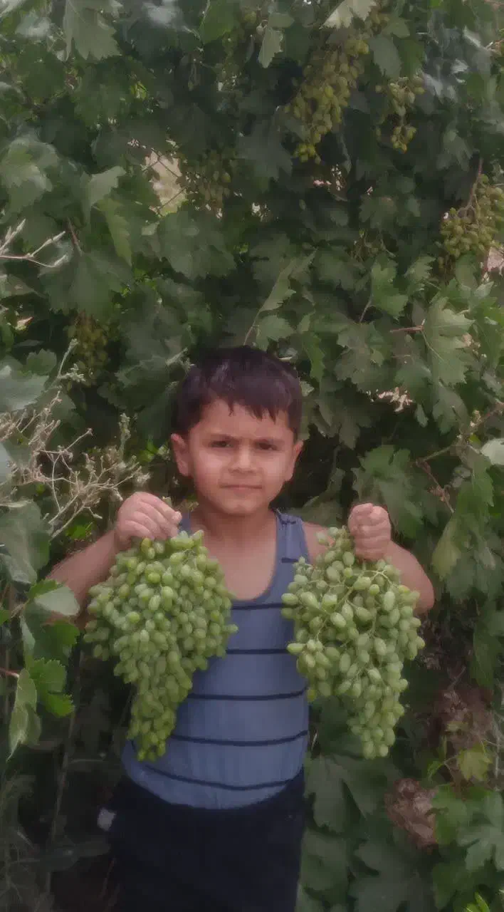 نهالستان حاج عبدالله|خدمات باغبانی و درختکاری|اصفهان, دانشگاه اصفهان|دیوار