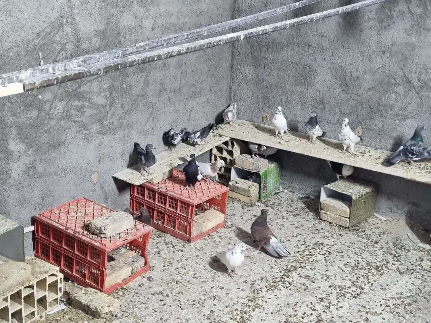 کفتر|پرنده|یزد, |دیوار