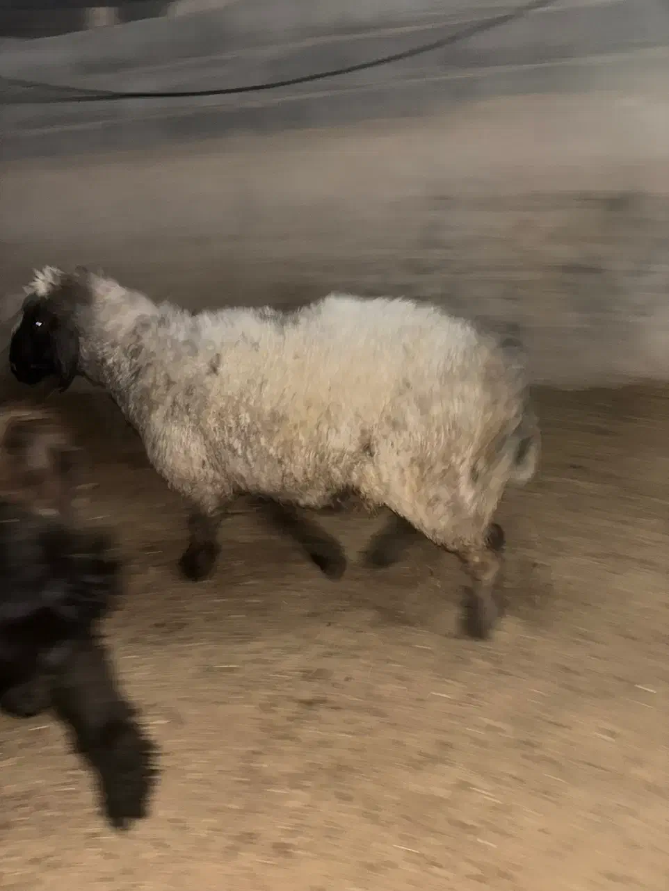 بره و کهره چاق|حیوانات مزرعه|مرودشت, تخت جمشید|دیوار