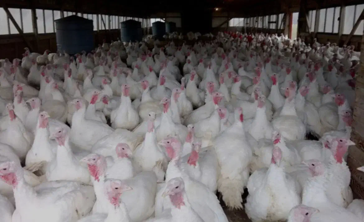 فارم پرورش بوقلمون|فروش دفتر صنعتی، کشاورزی، تجاری|تربتحیدریه, بالا ولایت|دیوار