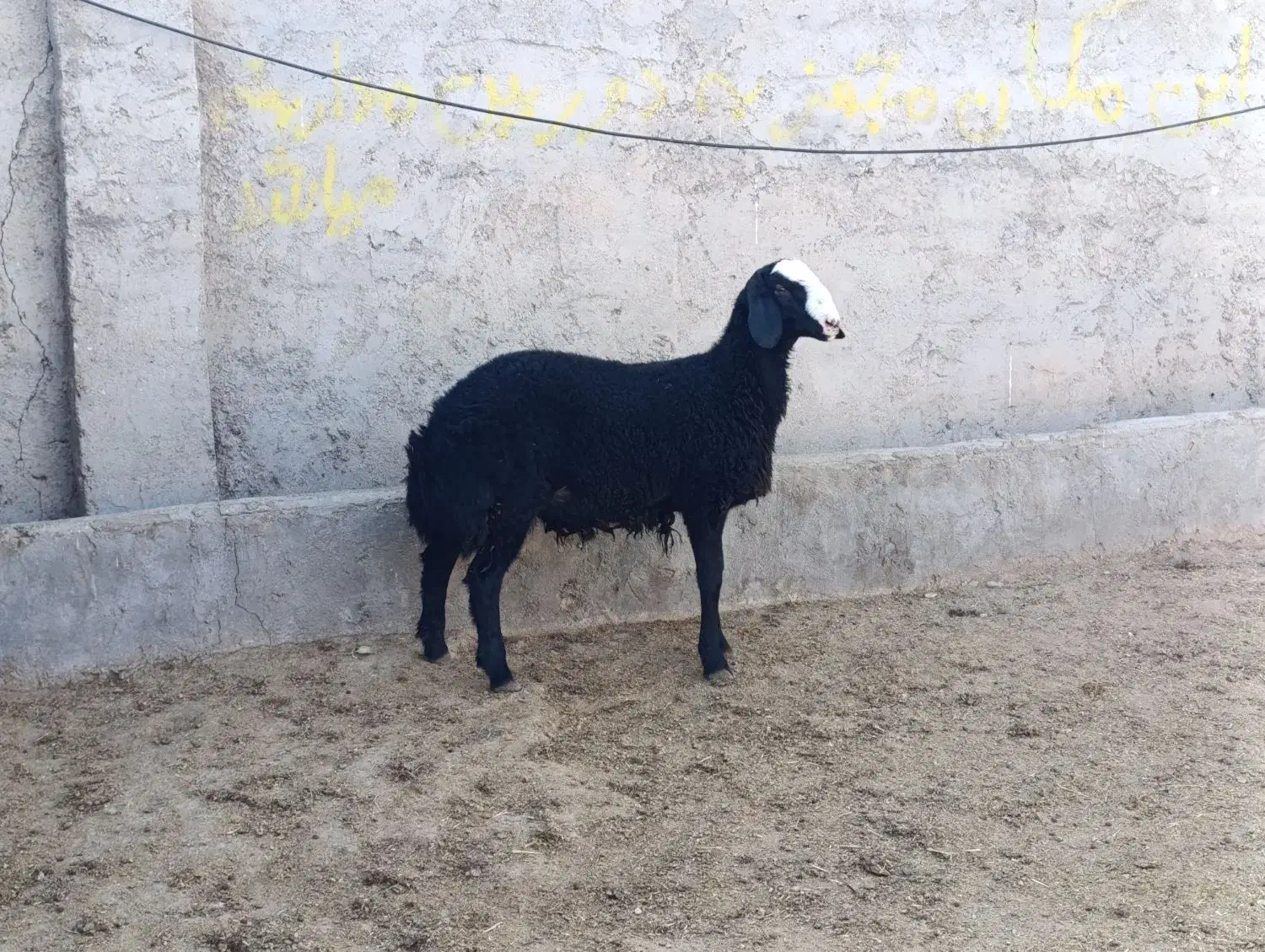 بره قوچ سیاه هیولای شال|حیوانات مزرعه|تاکستان, |دیوار