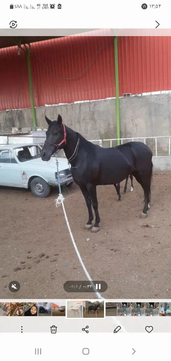 کره الماس انسیاتور|اسب و تجهیزات اسب‌سواری|خمینی‌شهر, |دیوار