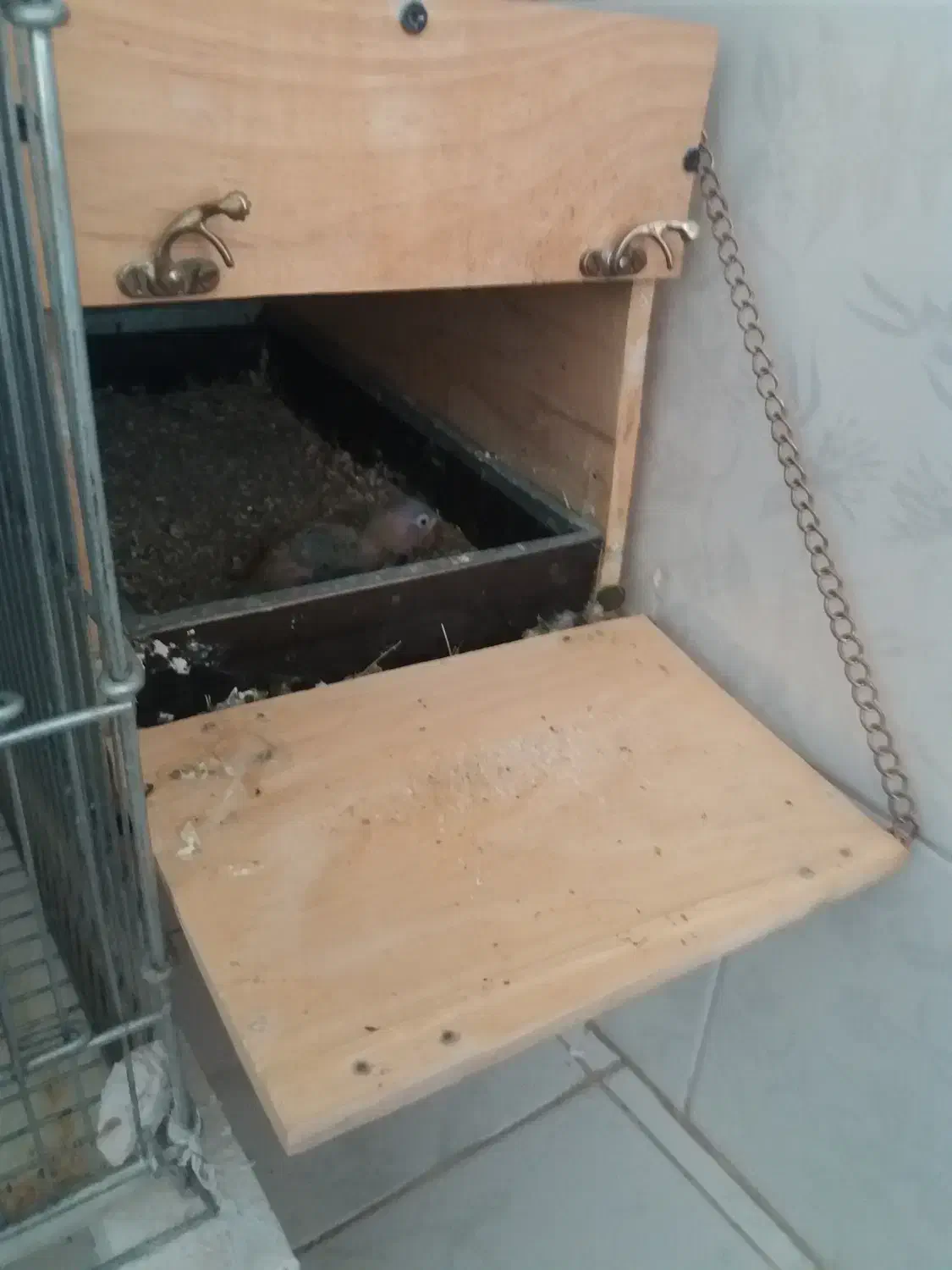 جفت مولد(تضمینی) یقه زرد ارجینال|پرنده|مرودشت, ابوذر شمالی‎|دیوار