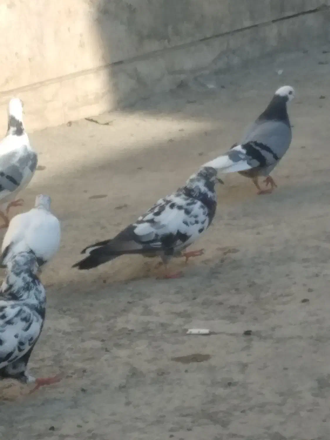 تعویض|پرنده|جوادآباد, |دیوار