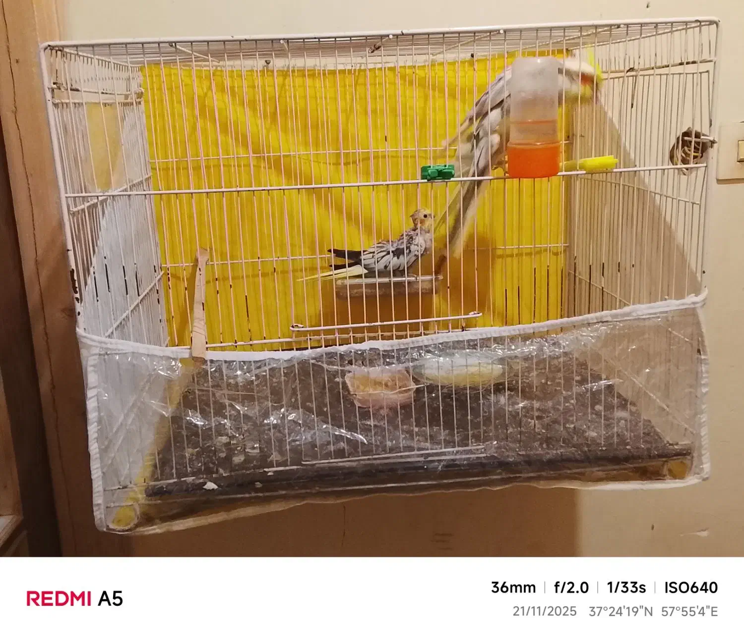 یک جفت عروس لوتینو با جوجه|پرنده|شیروان (خراسان), |دیوار