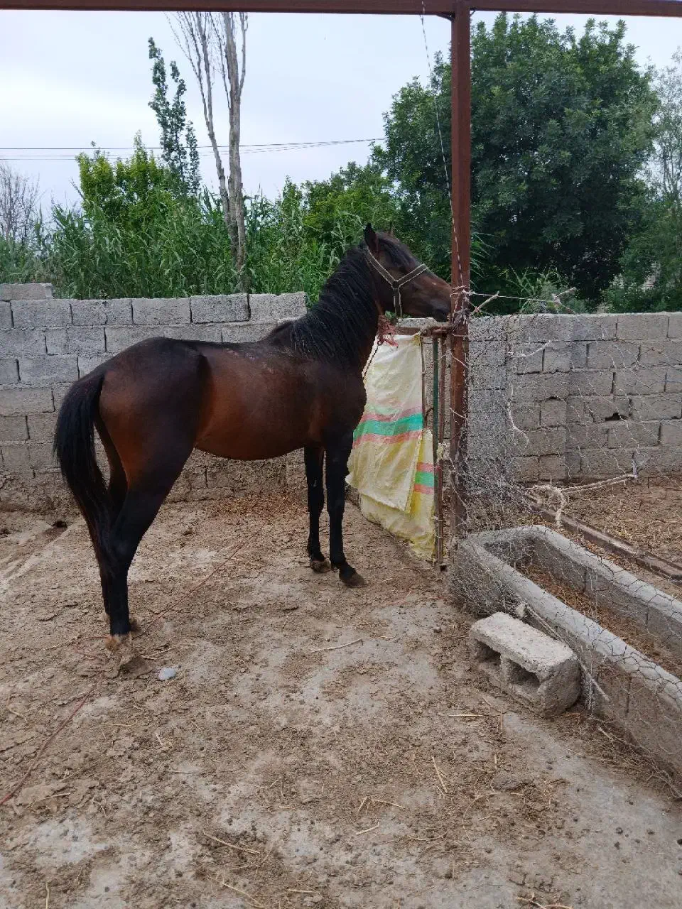 پارس آباد|اسب و تجهیزات اسب‌سواری|پارس‌آباد, |دیوار