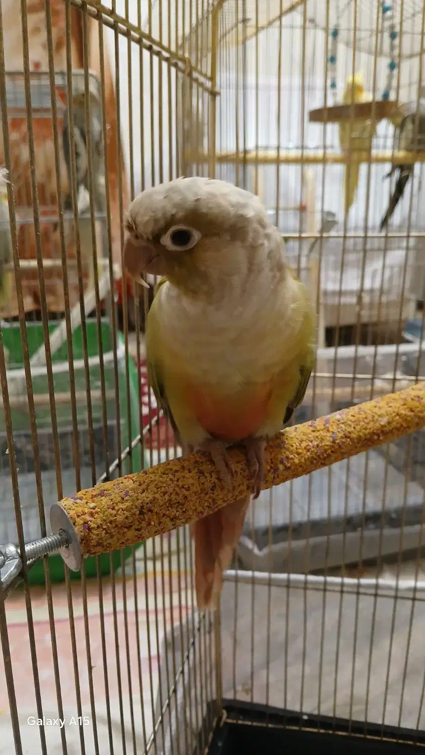 گرینجیک|پرنده|سهند, |دیوار