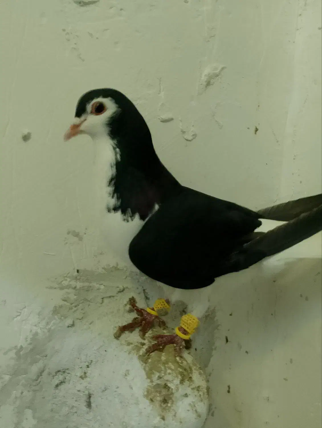 کفتر|پرنده|فیروزه, |دیوار