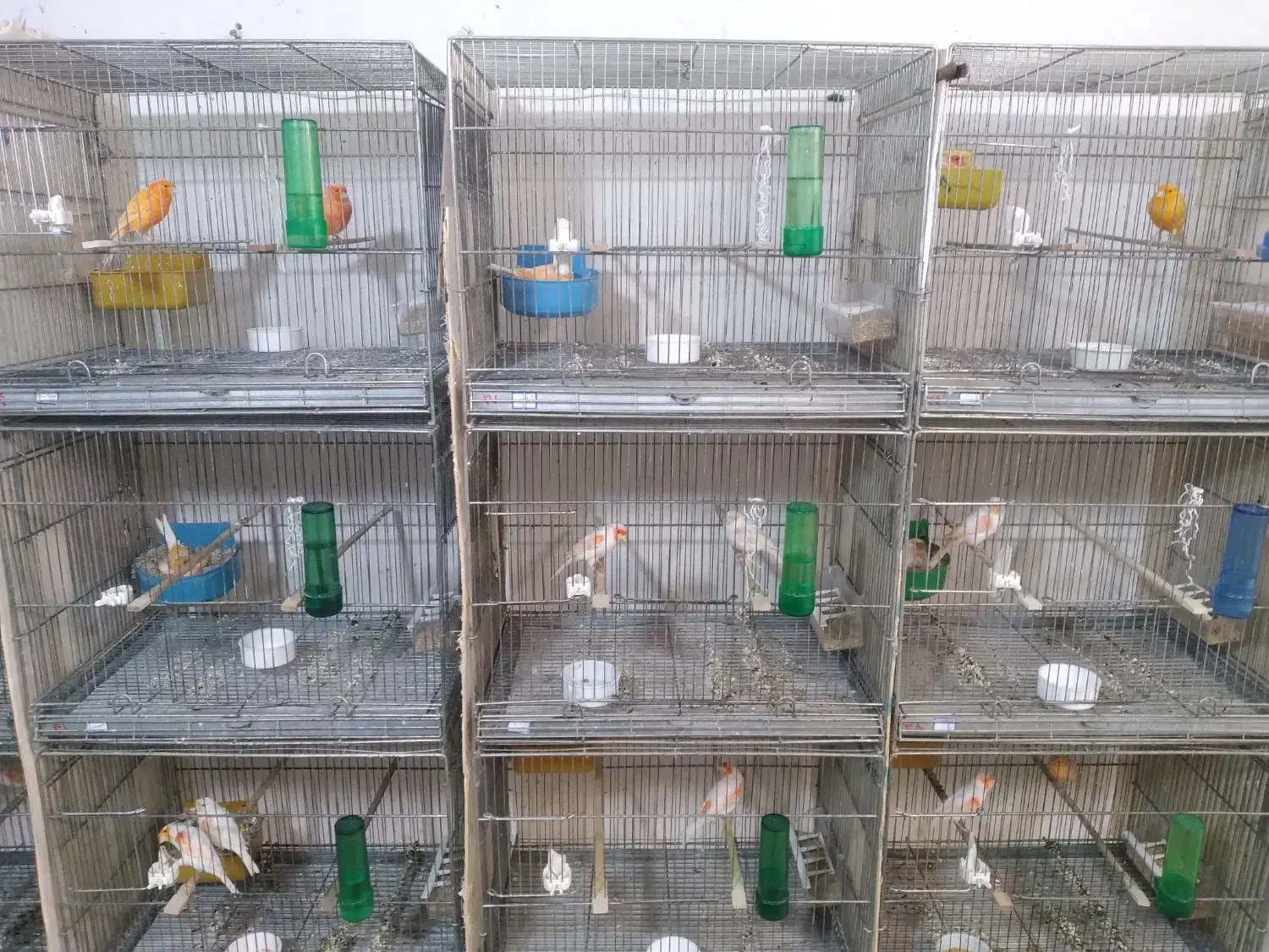 قناری|پرنده|یزد, |دیوار