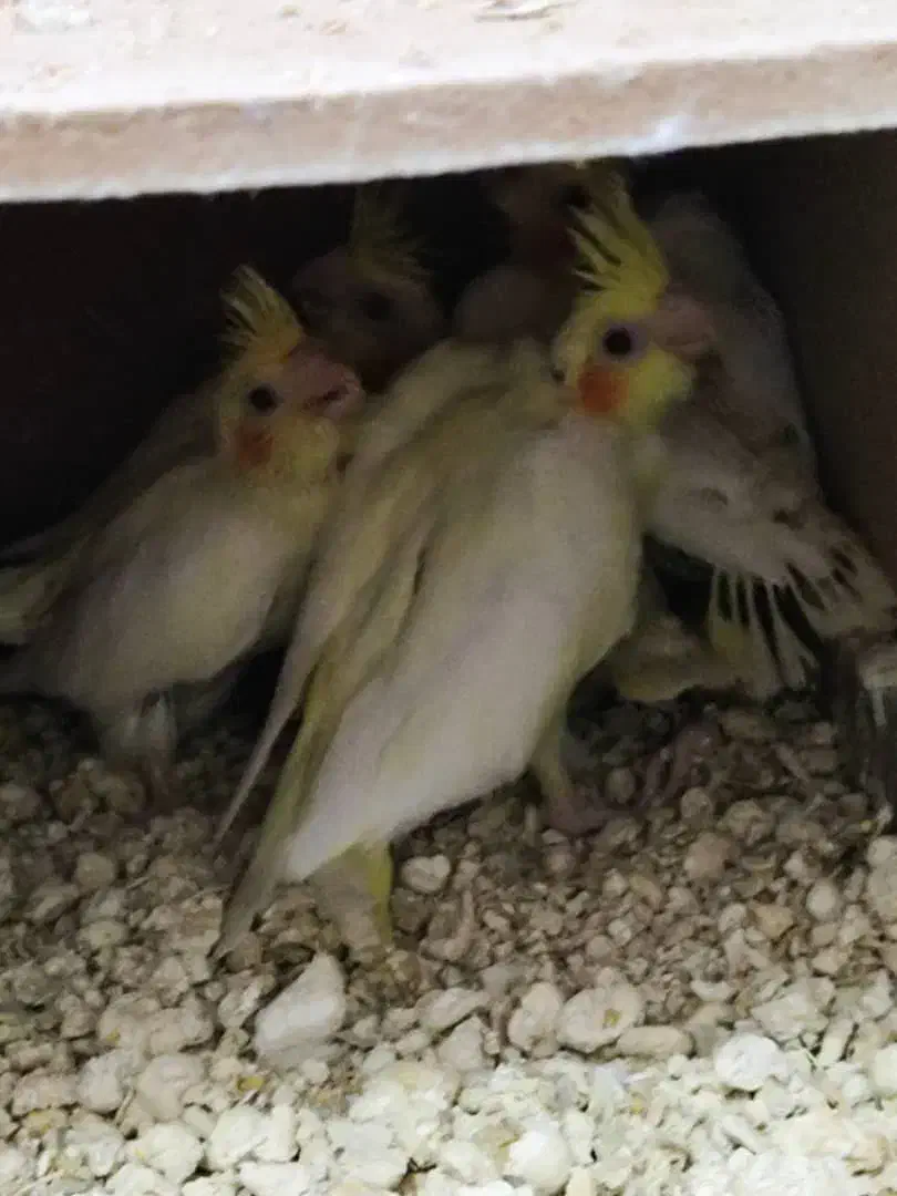 جفت مولد عروس هلندی|پرنده|فسا, |دیوار