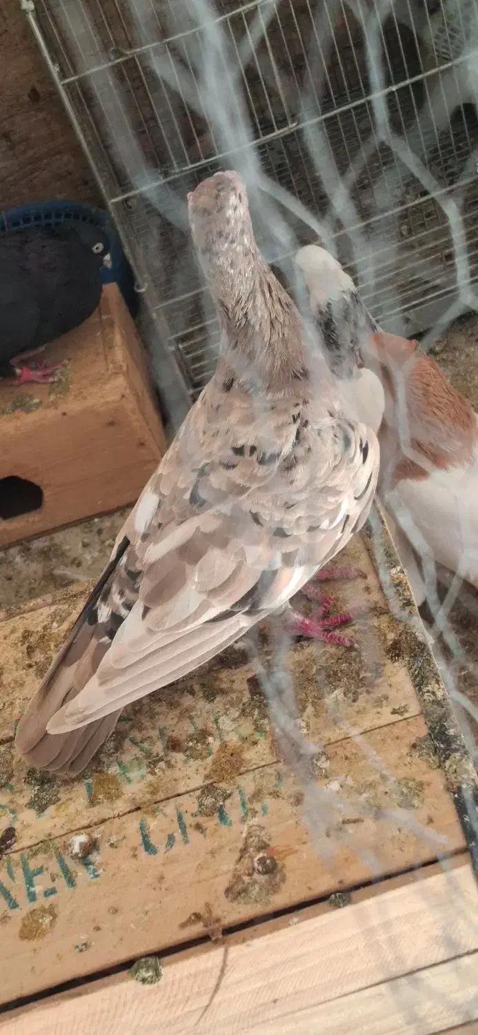 سرور دورگ|پرنده|خرمشهر, |دیوار