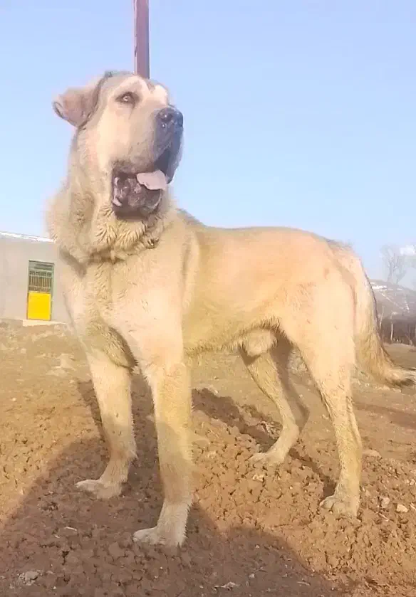 سگ عراقی ۲۰ ماهه|سگ|کوثر, |دیوار