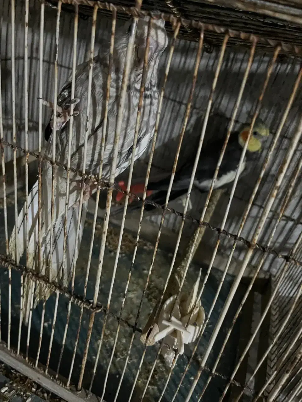 عروس هلندی جفت به شرط نطفه|پرنده|شاهین‌شهر, حافظ شمالی|دیوار