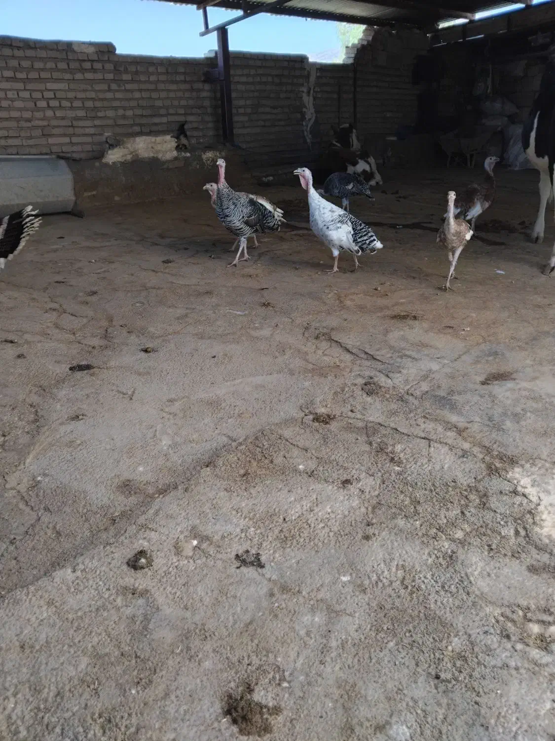 بوقلمون|حیوانات مزرعه|پلدختر, |دیوار