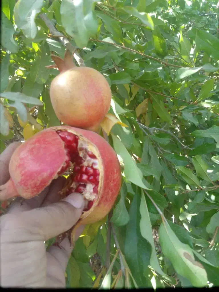 فروش انار درجه یک صادراتی منطقه شاپور کازرون|حراج|کازرون, |دیوار