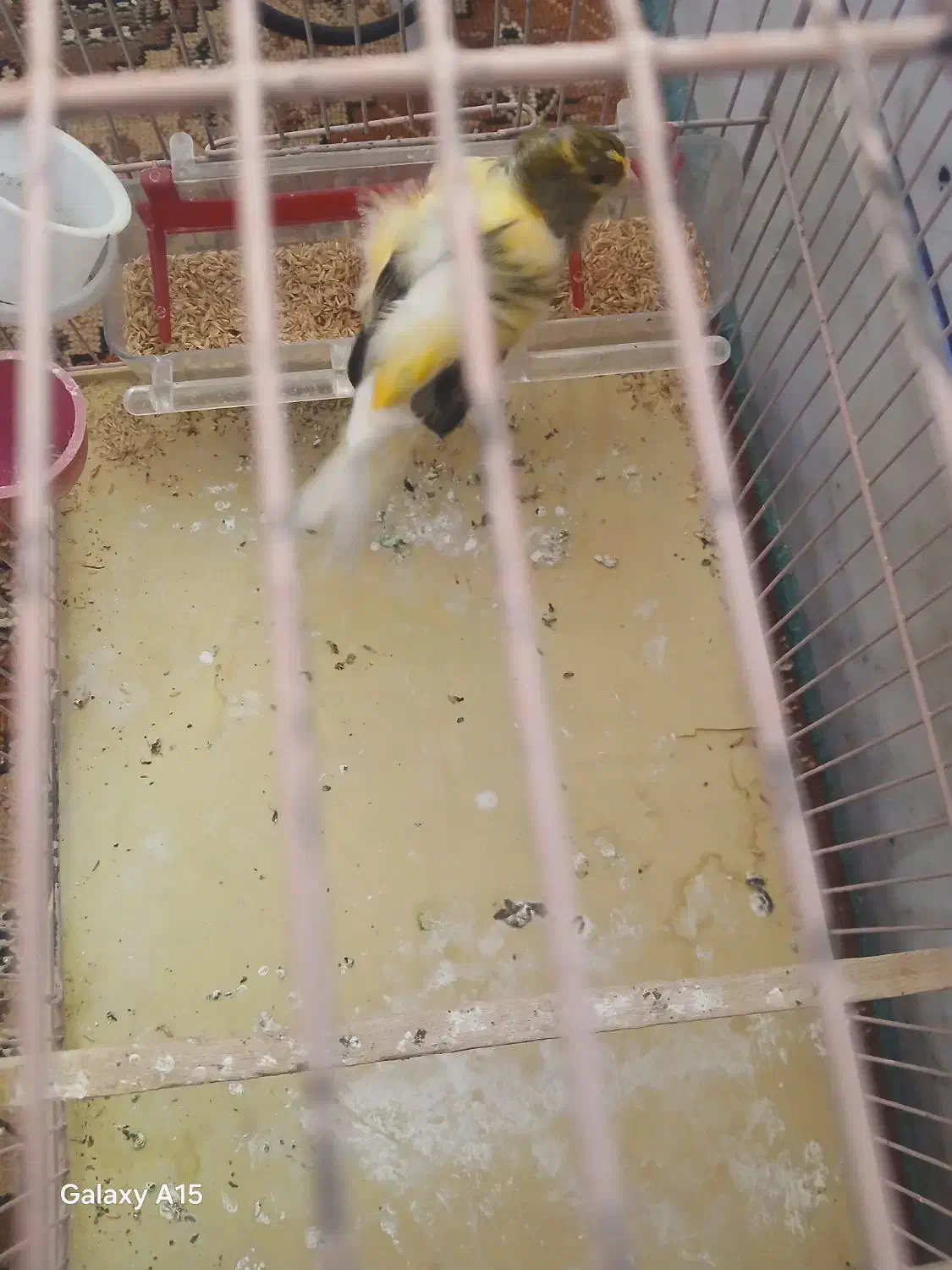 سهره ه قناری نر فری دوساله|پرنده|مبارکه, |دیوار