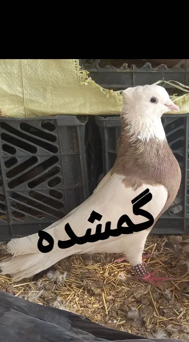 گمشده طوقی|حیوانات|جیرفت, |دیوار