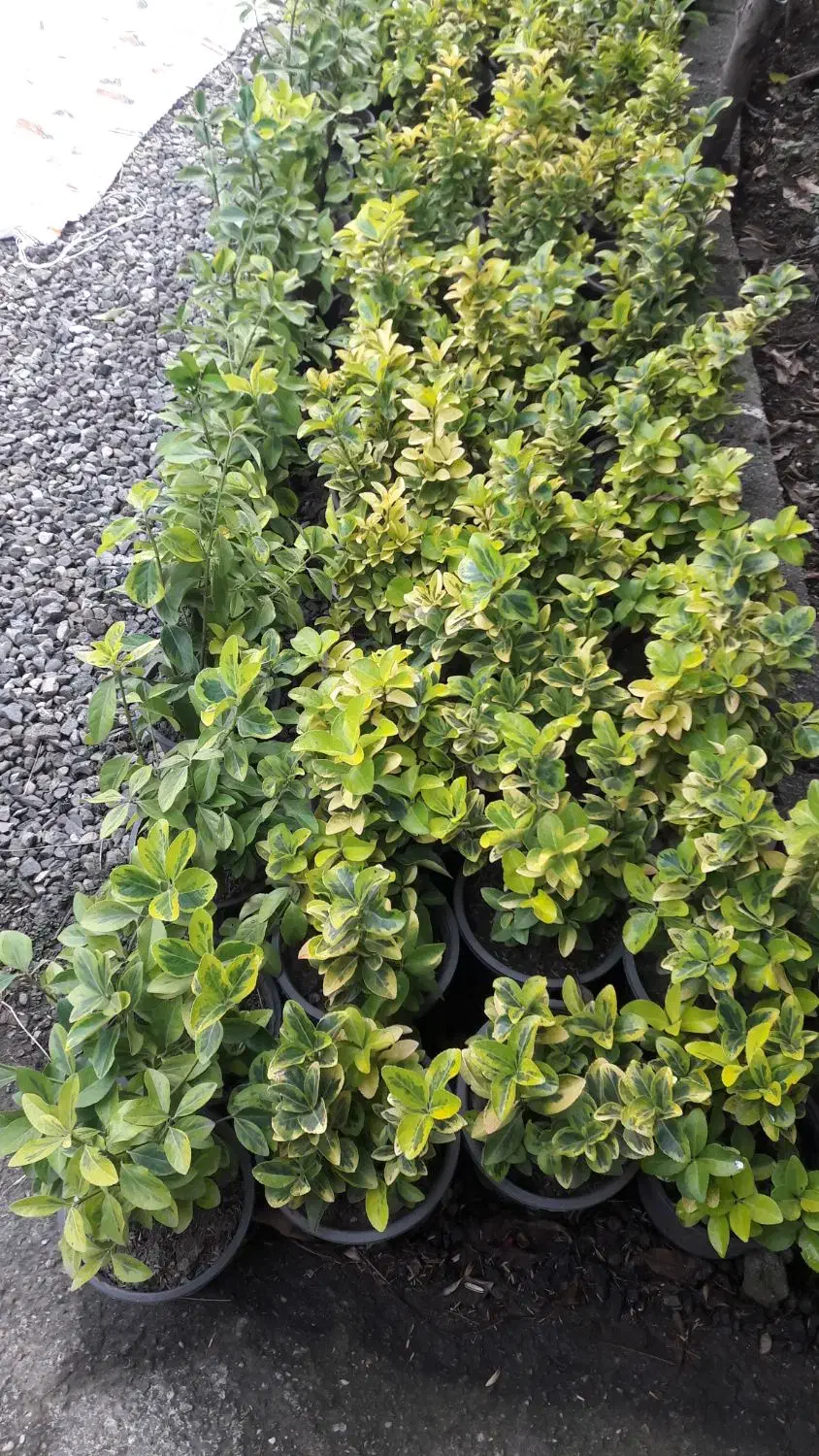 شمشادطلایی ویوکاوپالم|گل و گیاه طبیعی|رحیم‌آباد, |دیوار