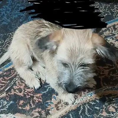 سگ پاکوتاه|سگ|بجنورد, |دیوار