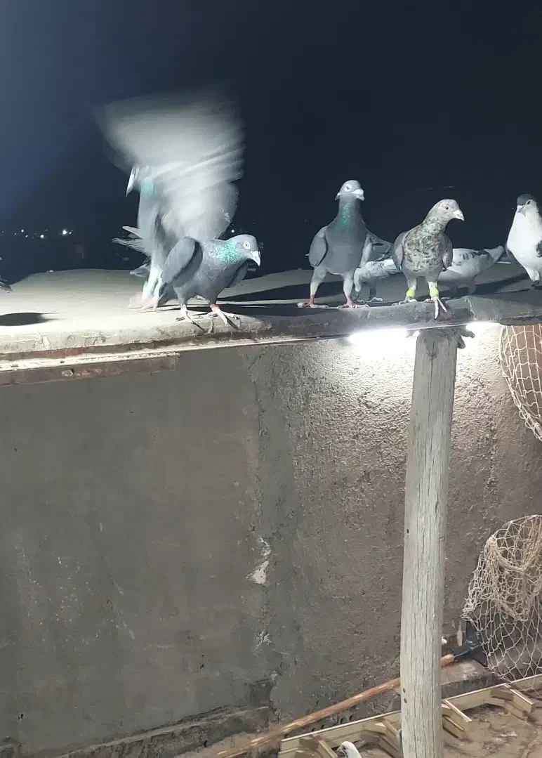 کفتر گمشده|حیوانات|مشهد, کشف|دیوار