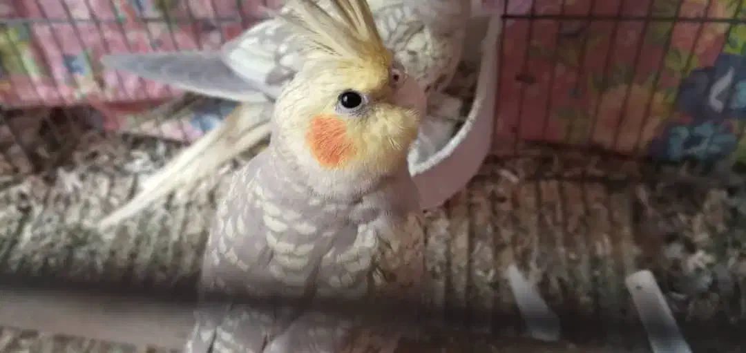 عروس هلندی ۵ماهه|پرنده|سردرود, |دیوار