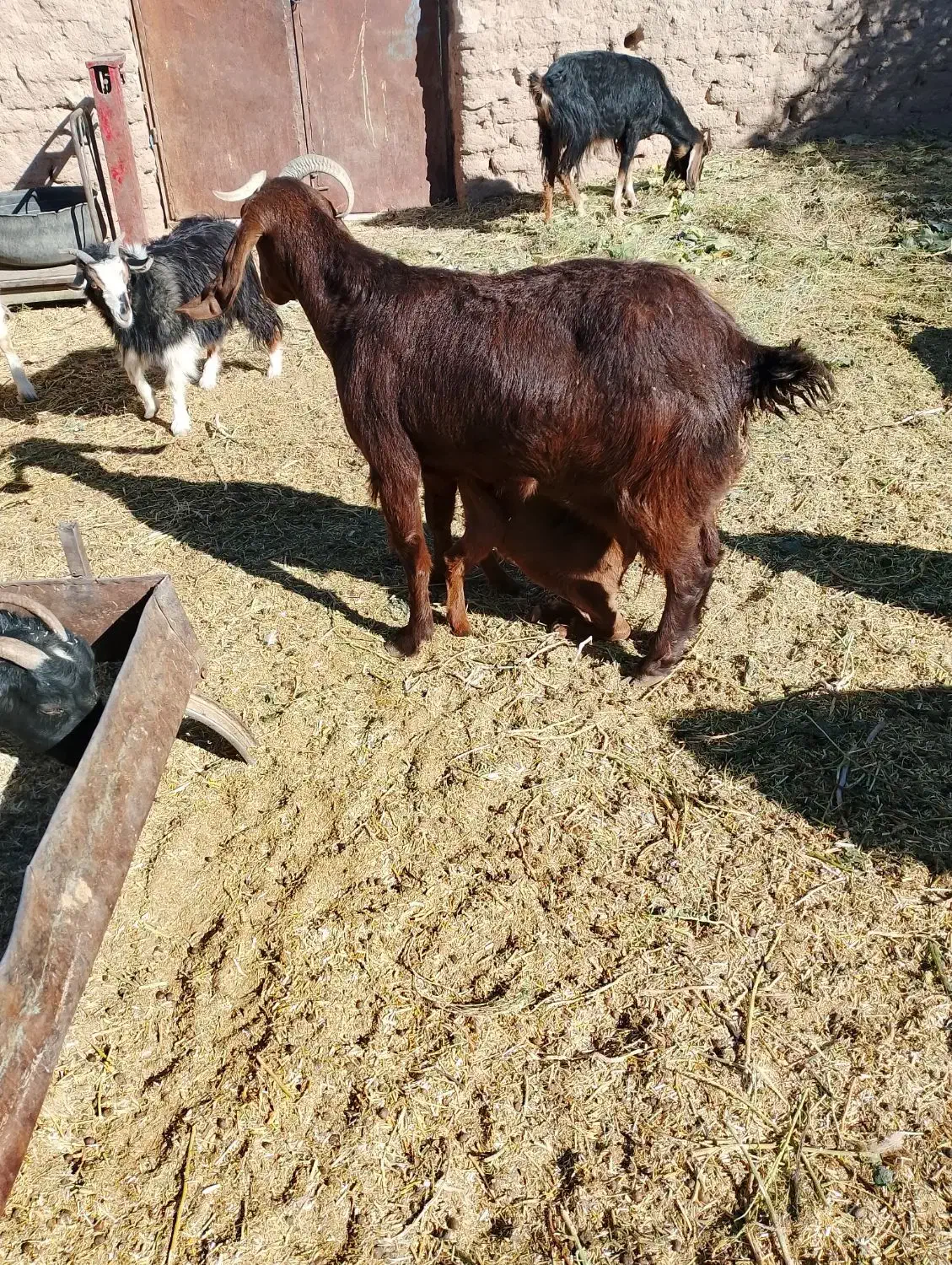 بزجوان|حیوانات مزرعه|سرایان, |دیوار