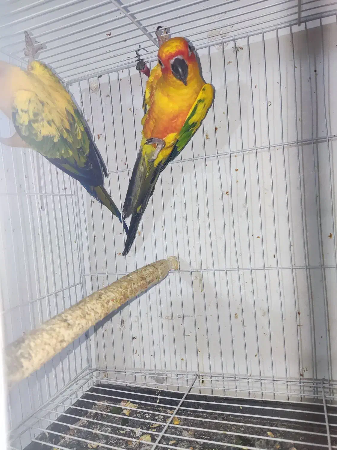 سان کانور خورشیدی|پرنده|مشهد, امام رضا (ع)|دیوار