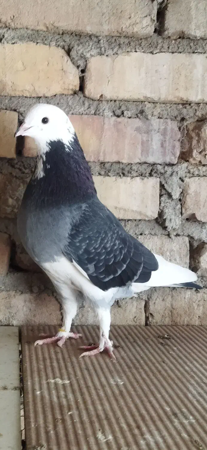 کبوتر پرشی|پرنده|بهشهر, |دیوار