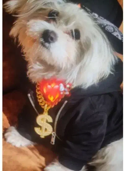 سگ عروسکی|سگ|ماکو, |دیوار