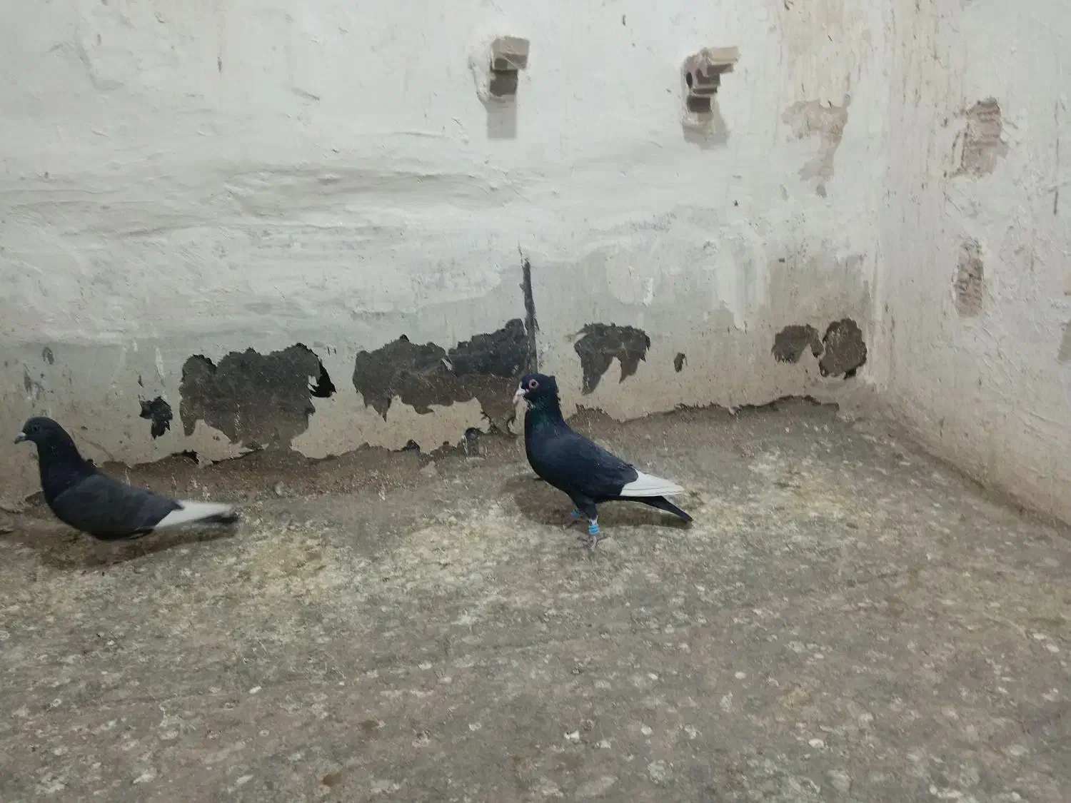 3عددکفتر|پرنده|زرند, |دیوار