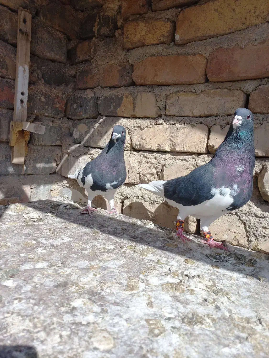 جفت یال و چپ|پرنده|مرودشت, ابوذر شمالی‎|دیوار