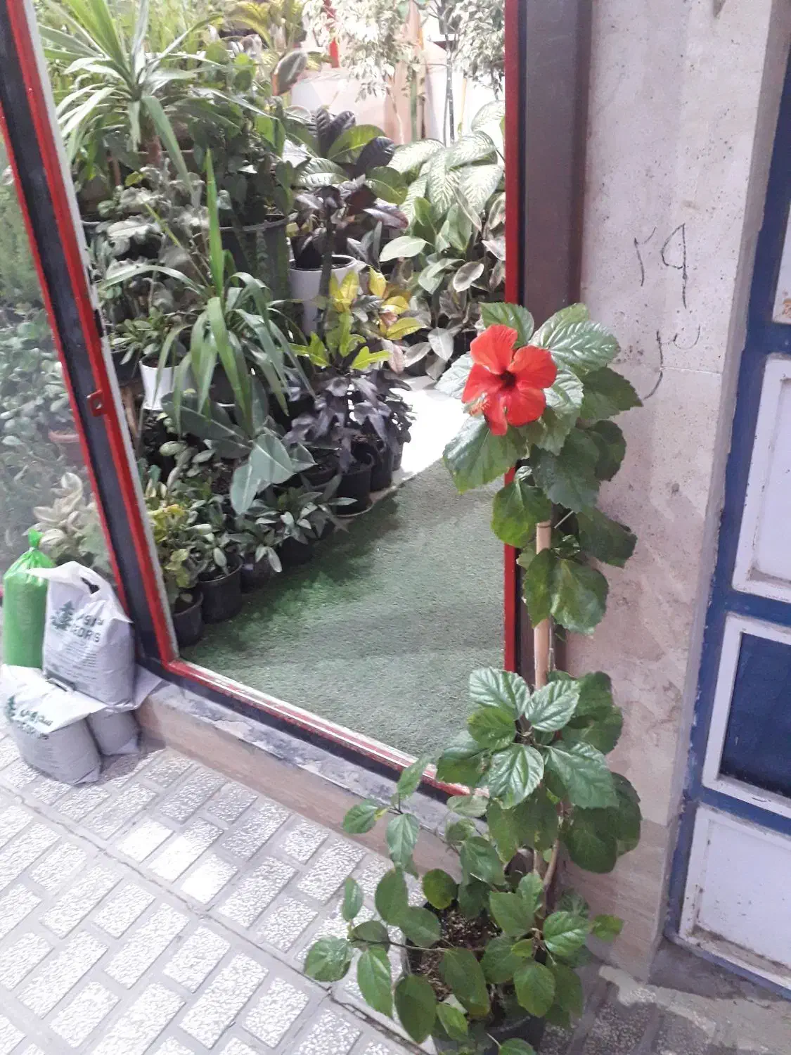 تعویض گل و گلدان با کتاب دفتر باطله|گل و گیاه طبیعی|قوچان, |دیوار