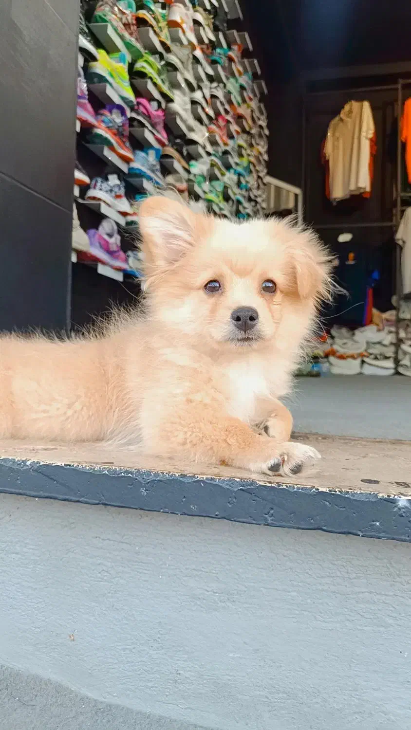 سگ نژاد پامر اشپیتز  نر ۴ماهشه  برا قیمت پیام بدید|سگ|کرج, کیانمهر|دیوار