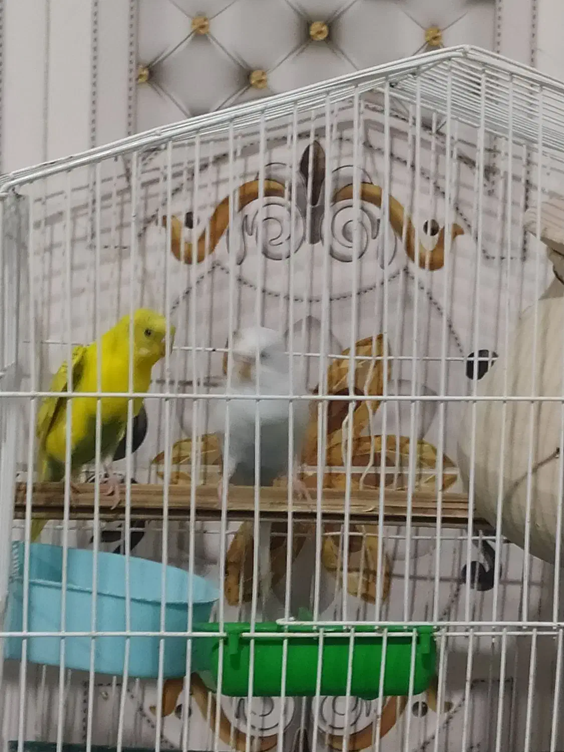 عروس مرغ عشق|پرنده|سراوان, |دیوار