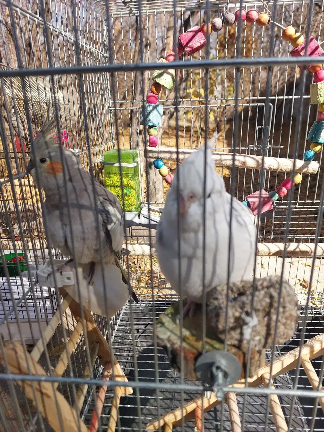 عروس هلندی ماده آماده|پرنده|شیراز, دودمان|دیوار