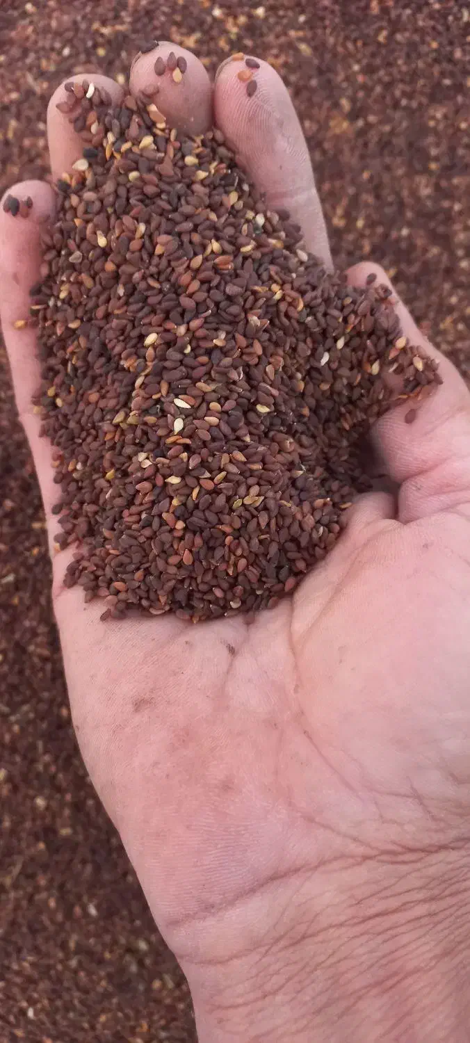 کنجد|خوردنی و آشامیدنی|بندرعباس, |دیوار