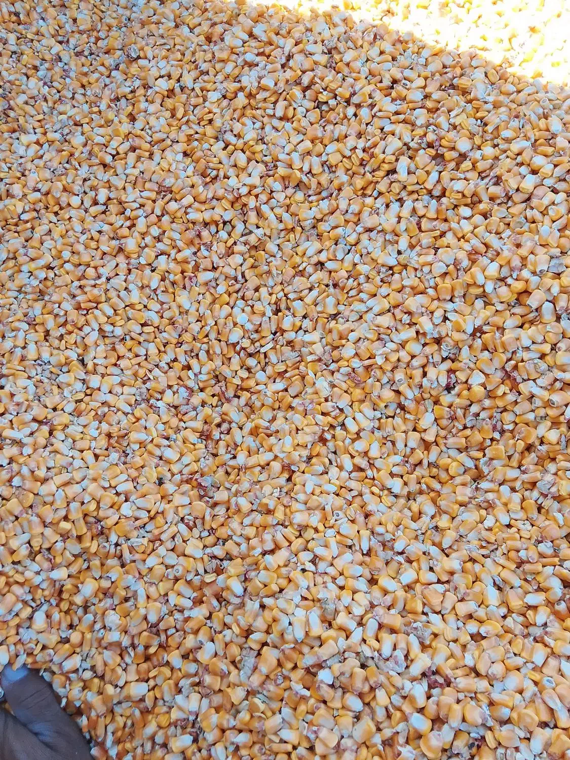 ذرت‌دامی‌خشک‌درجه‌یک|خدمات باغبانی و درختکاری|رابر, |دیوار