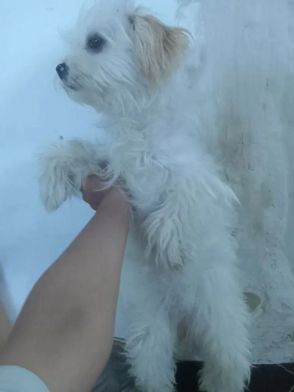 سگ گمشده|حیوانات|پیرانشهر, |دیوار