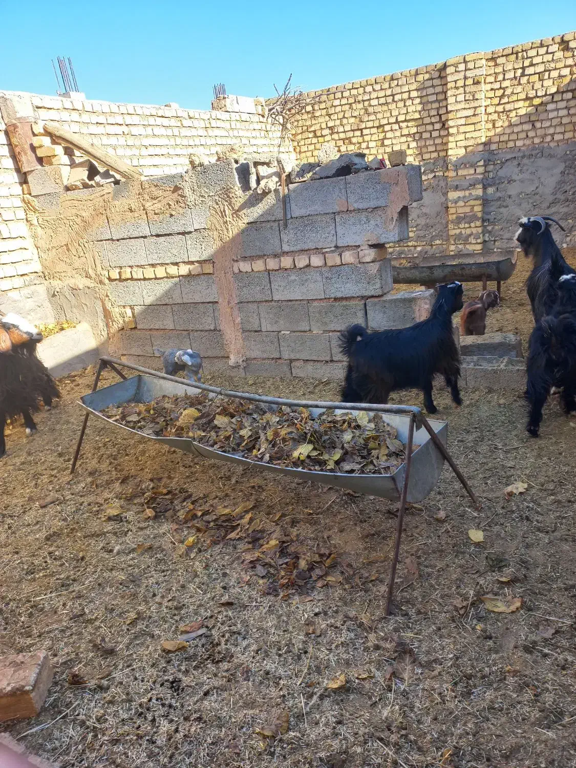 فروش بز|حیوانات مزرعه|میمه, |دیوار