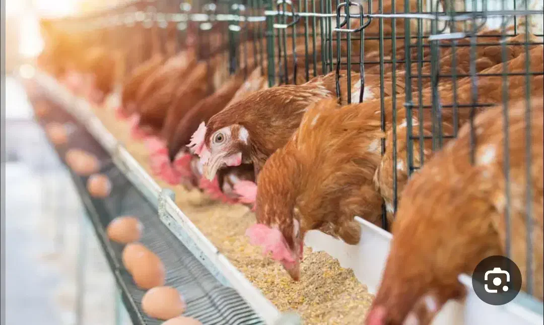 قفس مرغ تخم گذار|لوازم جانبی حیوانات|داراب, |دیوار