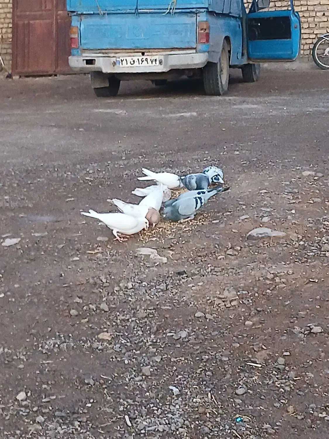 کبوتر|پرنده|مشهد, درزآب|دیوار