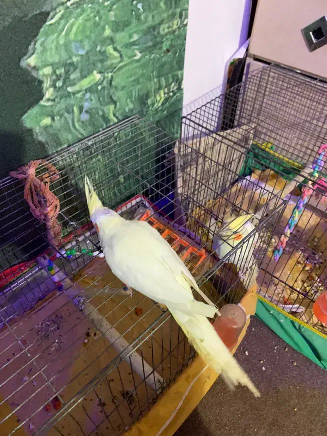 عروس هلندی لوتینو دست اموز|پرنده|رشت, باهنر|دیوار