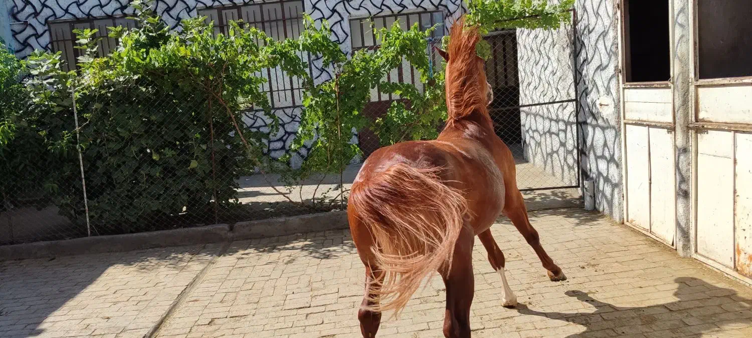 نریان سه سال و هشت ماهه|اسب و تجهیزات اسبسواری|تویسرکان, |دیوار