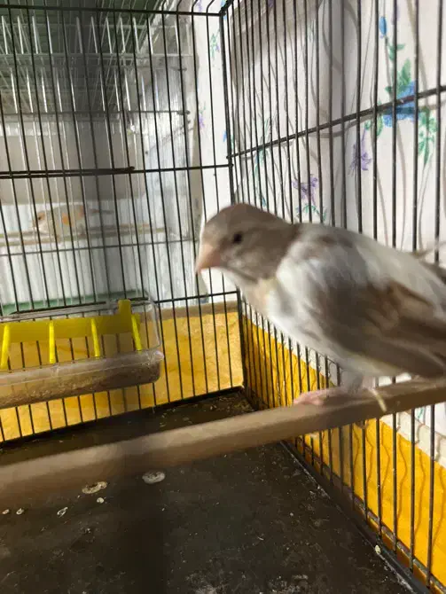 قناری ماده|پرنده|قدس, شهر‌قدس|دیوار