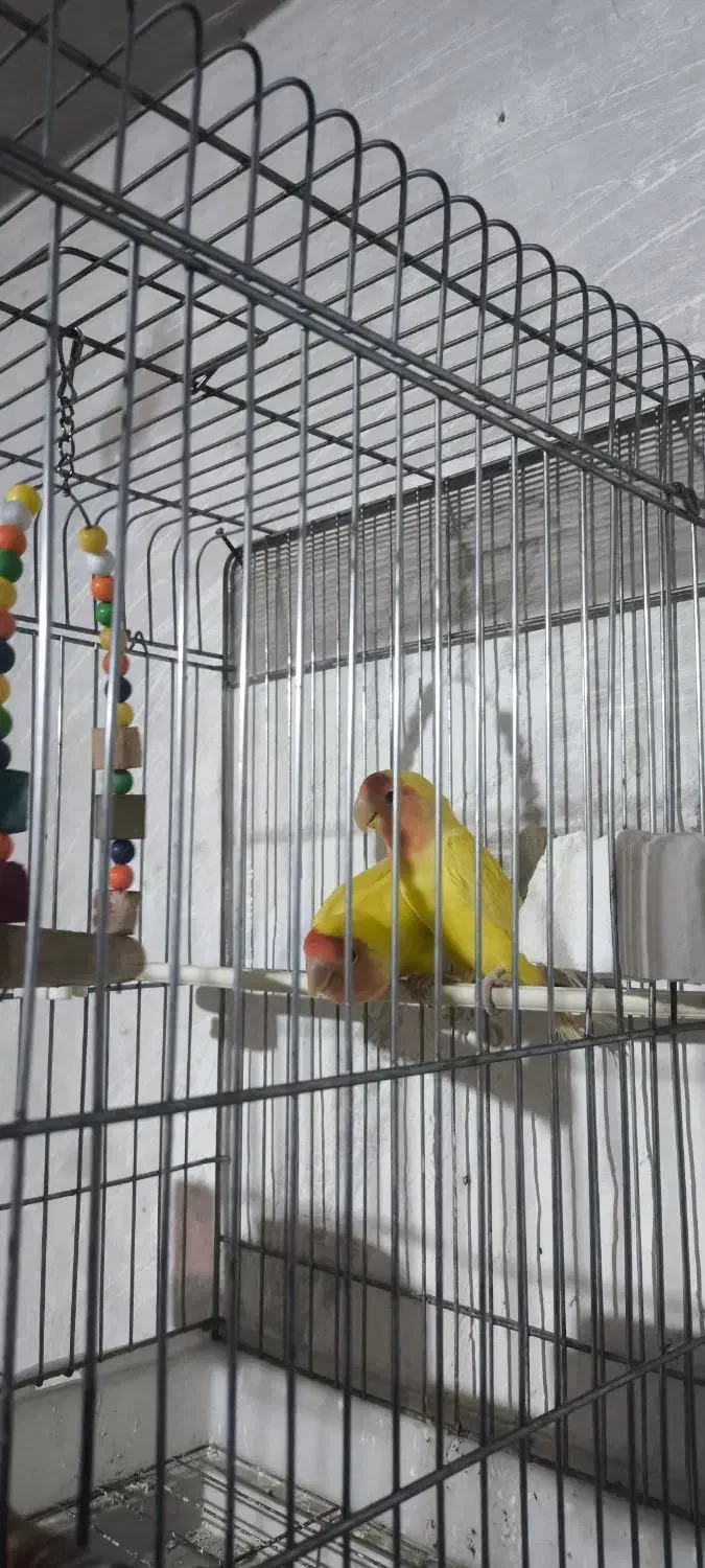 طوطی برزیلی|پرنده|لاران, |دیوار